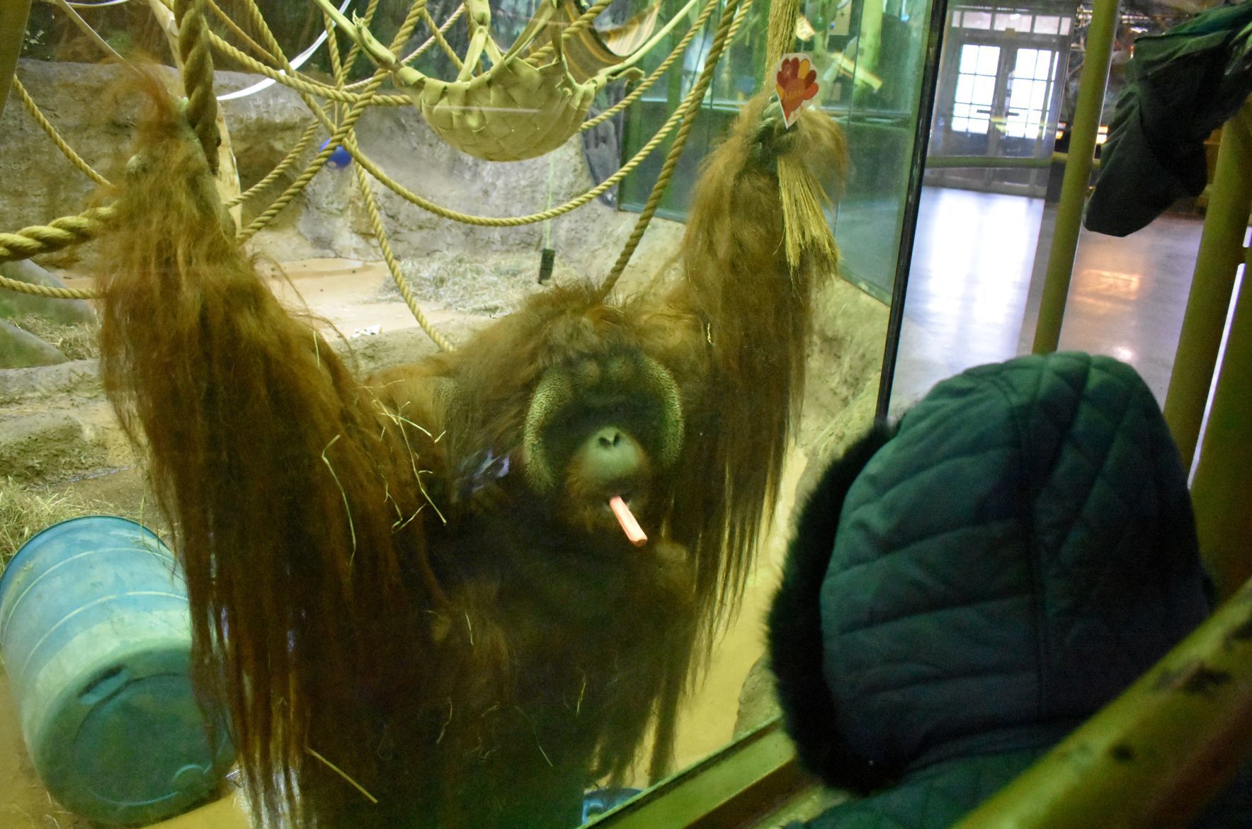 Max the orangutan
